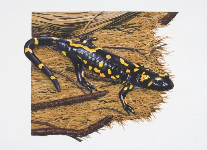 Framed Print : Fire salamander, Salamandra salamandra, black with yellow markings