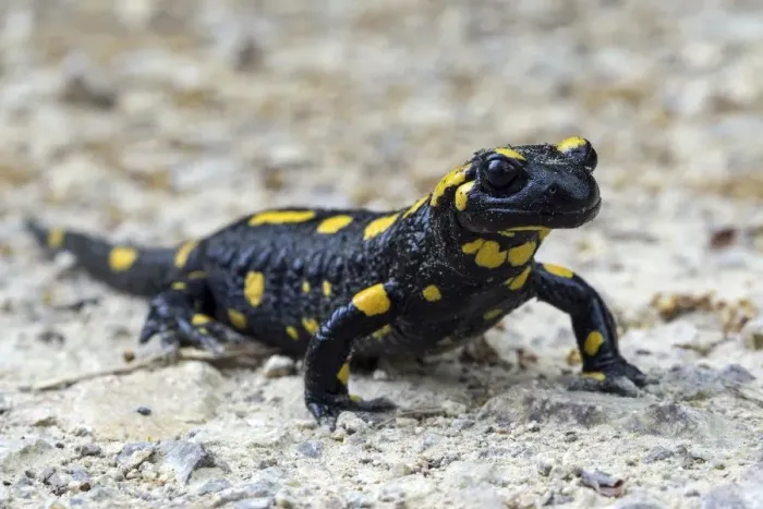 Framed Print : Fire salamander (Salamandra salamandra), Baden-Wuerttemberg, Germany Framed Print : Fire salamander (Salamandra salamandra), Baden-Wuerttemberg, Germany