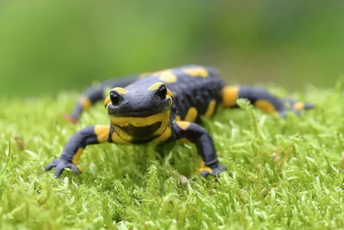 Framed Print : Fire salamander (Salamandra salamandra), running over moss, Siegerland, North Rhine-Westphalia, Germany Framed Print : Fire salamander (Salamandra salamandra), running over moss, Siegerland, North Rhine-Westphalia, Germany