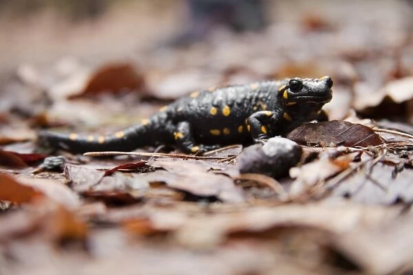 Fire Salamander -Salamandra salamandra-, Styria, Austria