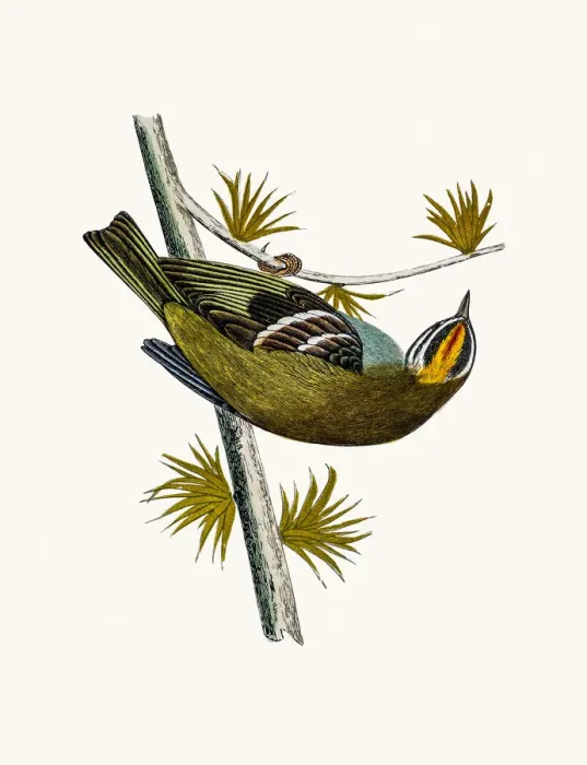 Framed Print : Firecrest bird