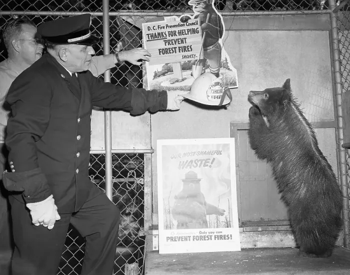 Framed Print : Fireman Gives Smokey the Bear a Helmet