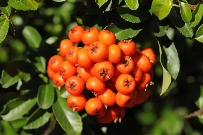 Framed Print : Firethorn or Pyracantha -Pyracantha sp. -, berries growing on the shrub, ornamental plant, Thuringia, Germany Framed Print : Firethorn or Pyracantha -Pyracantha sp. -, berries growing on the shrub, ornamental plant, Thuringia, Germany