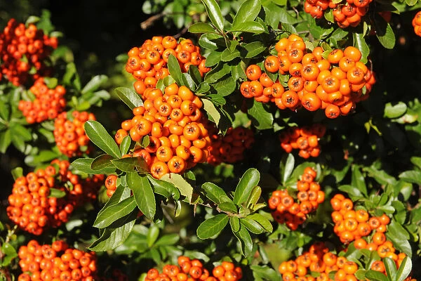 Firethorn or Pyracantha -Pyracantha sp.-, berries growing on the shrub, ornamental plant, Thuringia, Germany