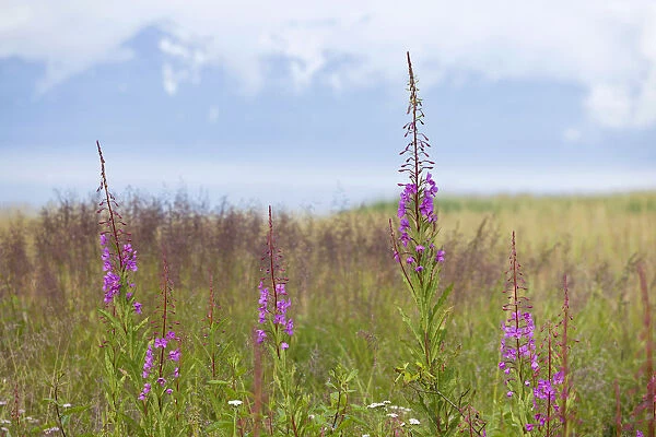 Fireweed or Great Willow-herb -Chamerion angustifolium-, national flower of Alaska, USA, North America