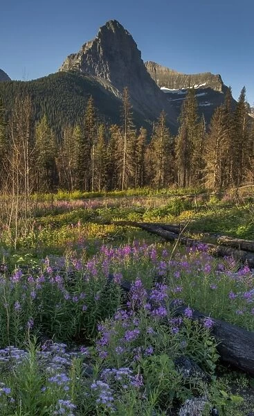 Fireweed in scenic