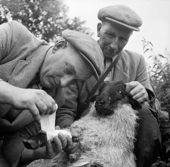 Framed Print : First Aid. 12th September 1953: Crofter Donald Fraser fixes a splint on