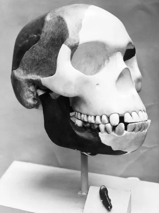 Framed Print : First Cast of Piltdown Man Forgery