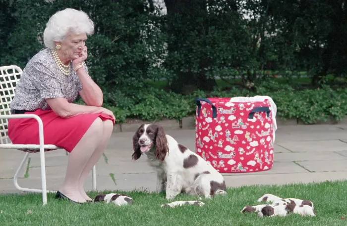 Framed Print : First Lady Barbara Bush Watching Over Dogs Framed Print : First Lady Barbara Bush Watching Over Dogs