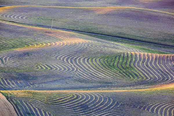 First light on freshly swathed pea fields in Palouse region, Washington State, USA