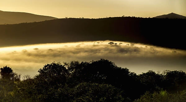 First light of sunrise illuminates the landscape, Hluhluwe Umfilozi Game Reserve, KwaZulu-Natal Province, South Africa