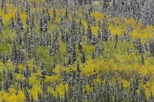 First snow aspens + black spruce, fall, BC, Cana