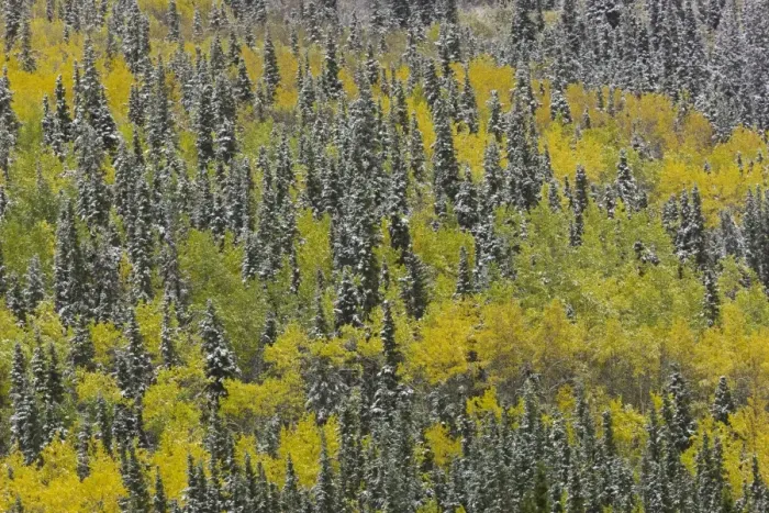 Framed Print : First snow aspens + black spruce, fall, BC, Cana Framed Print : First snow aspens + black spruce, fall, BC, Cana