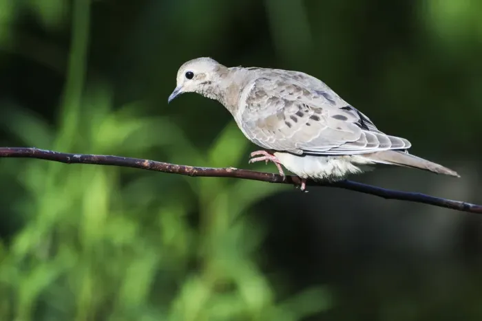 Framed Print : First year fledgling mourning dove