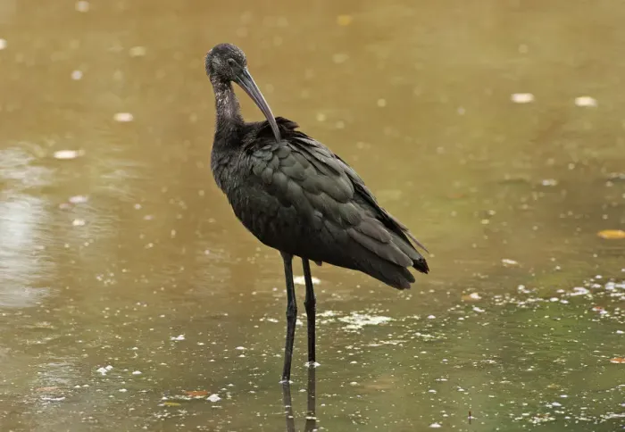 Framed Print : First year glossy ibis preening Framed Print : First year glossy ibis preening