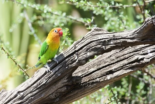 Fischers Lovebird (Agapornis fischeri) perched on dead branch, Ngorongoro Crater Conservation Area