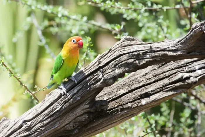 Framed Print : Fischers Lovebird (Agapornis fischeri) perched on dead branch, Ngorongoro Crater Conservation Area Framed Print : Fischers Lovebird (Agapornis fischeri) perched on dead branch, Ngorongoro Crater Conservation Area