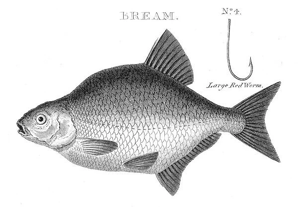 Fish bream hooks engraving 1812 For sale as Framed Prints, Photos