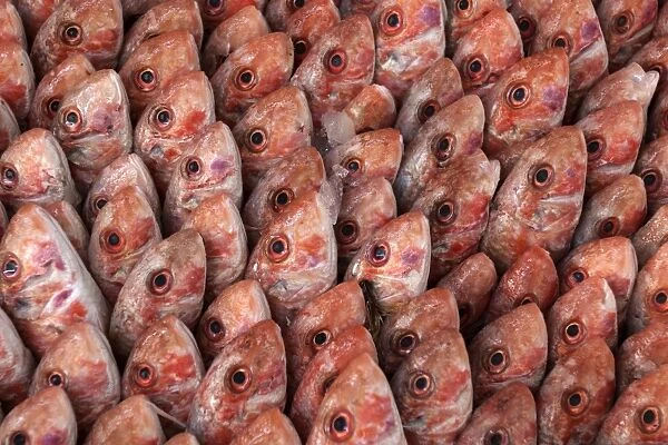 Fish on display in the market hall in Houmt Souk, Djerba, Tunisia