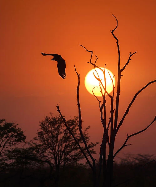 Fish Eagle Taking Off Against Sunrise at Matusadona Park, Zimbabwe