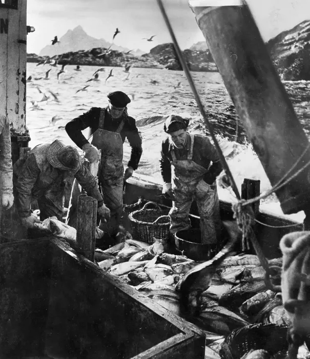 Framed Print : Fish Gutting Framed Print : Fish Gutting