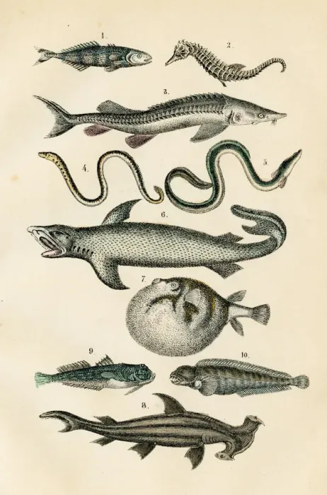 Framed Print : Fish: hammerhead shark, seahorse, puffer, lamprey engraving 1872 Framed Print : Fish: hammerhead shark, seahorse, puffer, lamprey engraving 1872