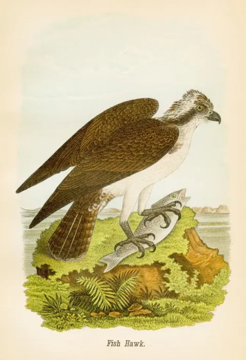 Framed Print : Fish hawk bird lithograph 1890 Framed Print : Fish hawk bird lithograph 1890