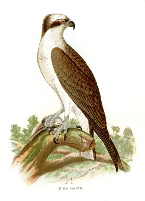 Framed Print : Fish hawk lithograph 1897 Framed Print : Fish hawk lithograph 1897
