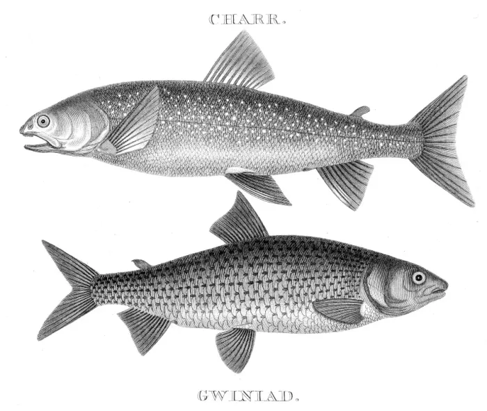 Framed Print : Fish pearch hooks engraving 1812 Framed Print : Fish pearch hooks engraving 1812