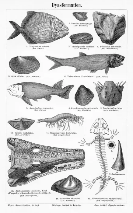 Framed Print : Fish skeletons engraving 1895 Framed Print : Fish skeletons engraving 1895