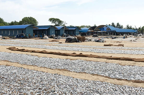 Fish is spread out to dry on the beach, fish market, Negombo, Sri Lanka