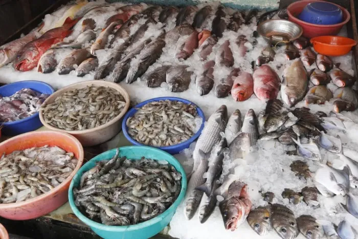 Framed Print : Fish and tiger prawns, king prawns, fish market, Kochi, Fort Cochin, Kerala, South India, South Asia Framed Print : Fish and tiger prawns, king prawns, fish market, Kochi, Fort Cochin, Kerala, South India, South Asia