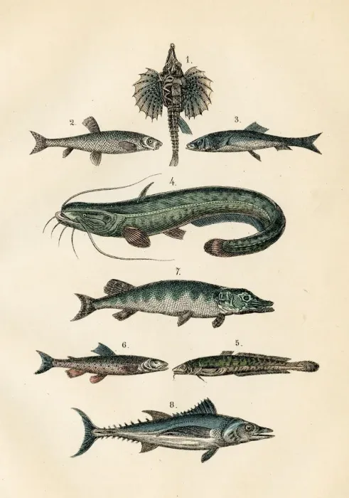 Framed Print : Fish: Tuna, herring, dragon fish, pike engraving 1872 Framed Print : Fish: Tuna, herring, dragon fish, pike engraving 1872