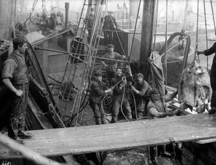 Framed Print : Fish Unloading Framed Print : Fish Unloading