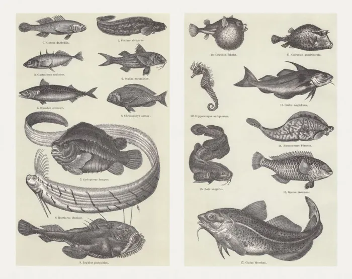 Framed Print : Fish, wood engravings, published in 1897 Framed Print : Fish, wood engravings, published in 1897