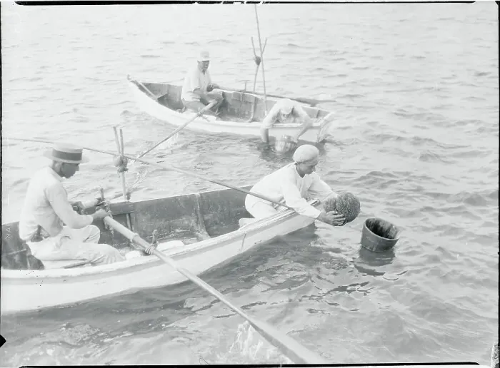 Framed Print : Fisherman Examining Sponge Framed Print : Fisherman Examining Sponge