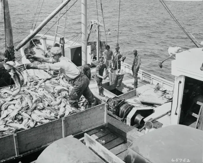 Framed Print : Fisherman Loading Fish From Boat