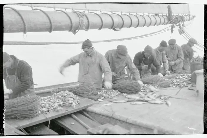 Framed Print : Fishermen Cutting Herring Framed Print : Fishermen Cutting Herring