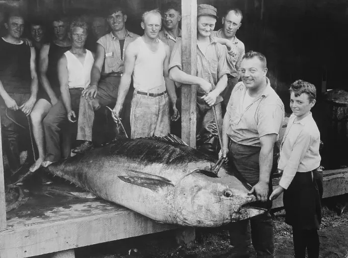 Framed Print : Fishermen Displaying Tuna Framed Print : Fishermen Displaying Tuna