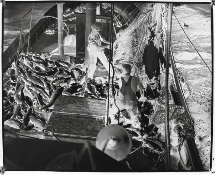 Framed Print : Fishermen Hauling In Their Catch Framed Print : Fishermen Hauling In Their Catch