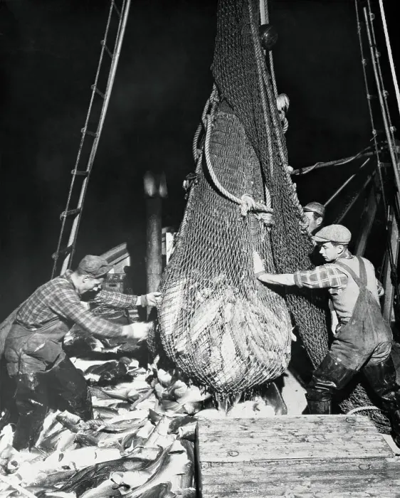 Framed Print : Fishermen Hauling In Their Catch
