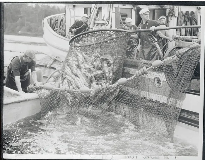 Framed Print : Fishermen Loading Salmon Onto Their Boat Framed Print : Fishermen Loading Salmon Onto Their Boat