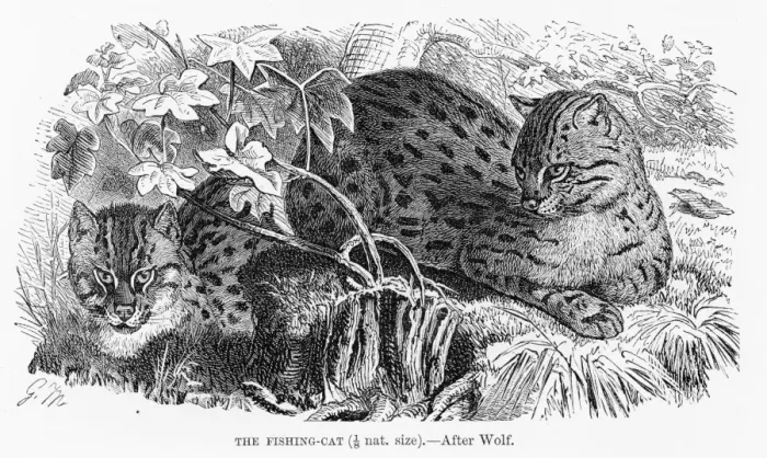 Framed Print : Fishing cat engraving 1894 Framed Print : Fishing cat engraving 1894