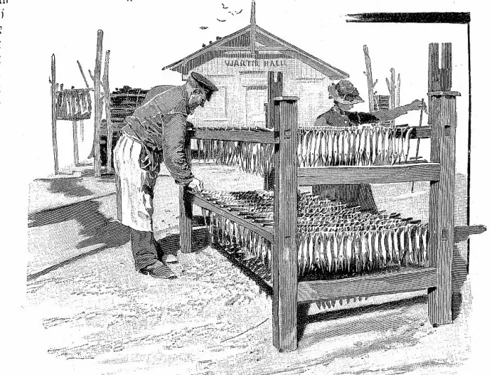 Framed Print : Fishing, processing of fish, here drying in front of smoking, 1880, Kiel, Germany, Historic, digitally restored reproduction of an original 19th century pattern, exact original date unknown Framed Print : Fishing, processing of fish, here drying in front of smoking, 1880, Kiel, Germany, Historic, digitally restored reproduction of an original 19th century pattern, exact original date unknown