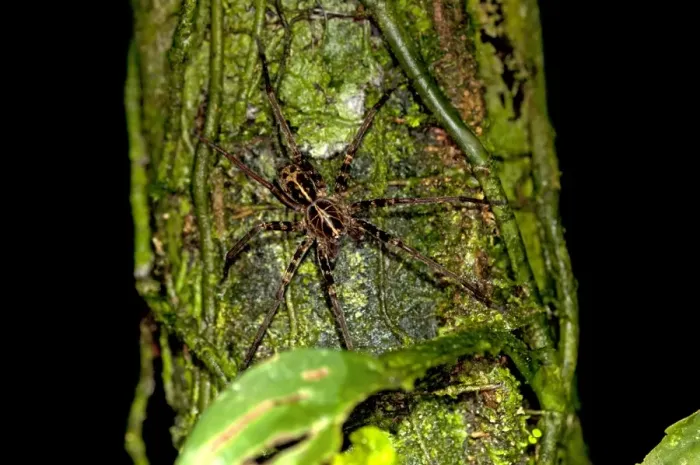 Framed Print : Fishing spider -Dolomedes sp. -, Tiputini rainforest, Yasuni National Park, Ecuador, South America Framed Print : Fishing spider -Dolomedes sp. -, Tiputini rainforest, Yasuni National Park, Ecuador, South America