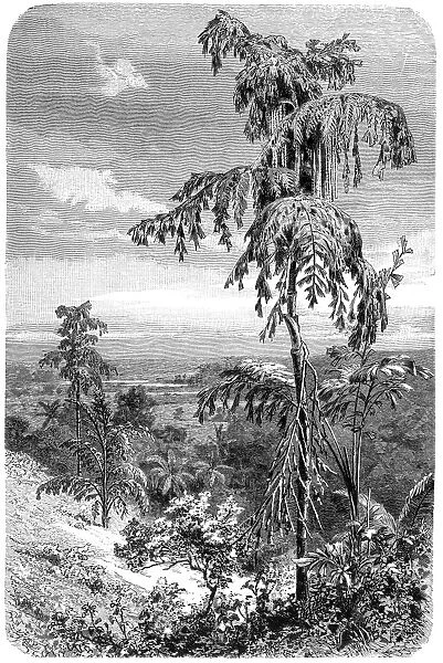 Fishtail palms (Caryota propinqua)
