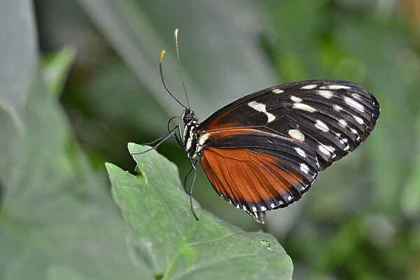 Five-spotted Longwing -Heliconius hecalesia-, native to Colombia, butterfly house, Forgaria nel Friuli, Udine province, Italy