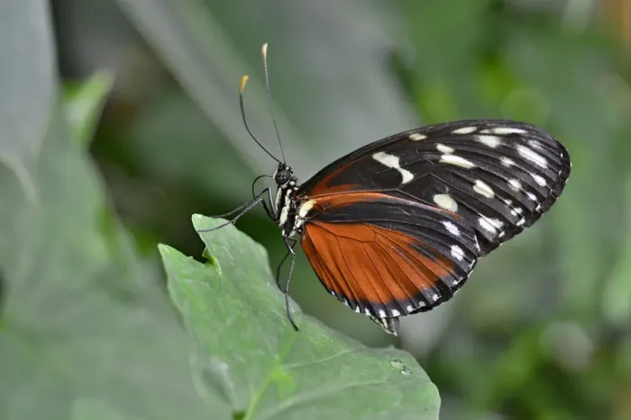 Framed Print : Five-spotted Longwing -Heliconius hecalesia-, native to Colombia, butterfly house, Forgaria nel Friuli, Udine province, Italy