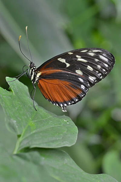 Five-spotted Longwing -Heliconius hecalesia-, native to Colombia, butterfly house, Forgaria nel Friuli, Udine province, Italy