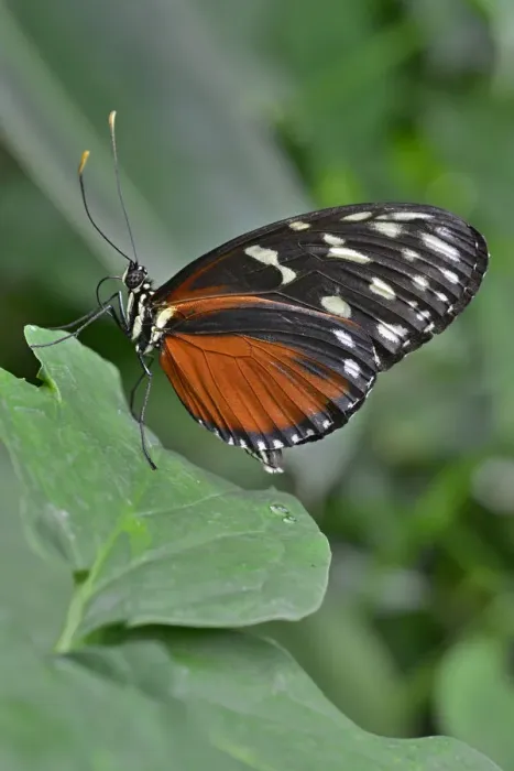 Framed Print : Five-spotted Longwing -Heliconius hecalesia-, native to Colombia, butterfly house, Forgaria nel Friuli, Udine province, Italy